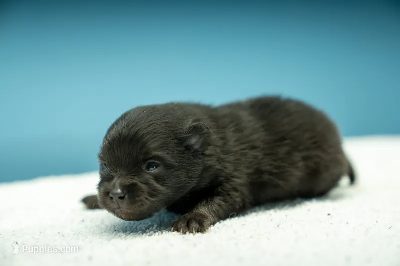 Puppy 1 – Pomeranian puppy for sale in Wausau, WI