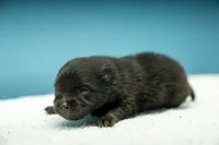 Puppy 1, a male Pomeranian for sale in Wausau, WI – 1 of 7