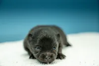 Puppy 1, a male Pomeranian for sale in Wausau, WI – 4 of 7