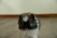 Puppy 2, a male Pomeranian for sale in Wausau, WI – 2 of 7