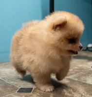 Puppy 3, a female Pomeranian for sale in Wausau, WI – 2 of 5