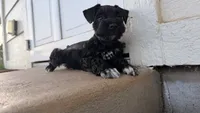 Nemo, a male Miniature Schnauzer for sale in Bixby, OK – 4 of 6