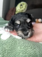 Cedar , a male Miniature Schnauzer for sale in Bixby, OK – 3 of 3