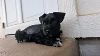 Nemo, a male Miniature Schnauzer for sale in Bixby, OK – 5 of 6