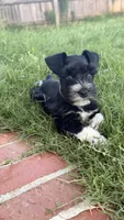 Elmer, a male Miniature Schnauzer for sale in Bixby, OK – 4 of 7