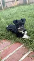 Elmer, a male Miniature Schnauzer for sale in Bixby, OK – 2 of 7