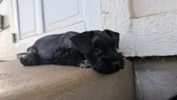 Nemo, a male Miniature Schnauzer for sale in Bixby, OK – 3 of 6