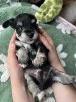 Pine, a male Miniature Schnauzer for sale in Bixby, OK – 3 of 4