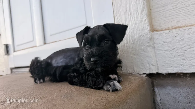 Oak – Miniature Schnauzer puppy for sale in Bixby, OK