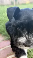 Elmer, a male Miniature Schnauzer for sale in Bixby, OK – 6 of 7