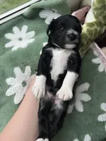 Elm, a male Miniature Schnauzer for sale in Bixby, OK – 2 of 3