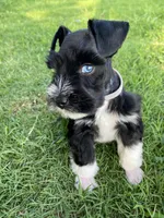 Elmer, a male Miniature Schnauzer for sale in Bixby, OK – 1 of 7