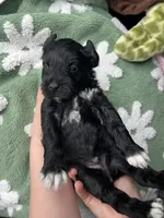 Oak, a male Miniature Schnauzer for sale in Bixby, OK – 2 of 3