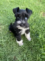 Elmer, a male Miniature Schnauzer for sale in Bixby, OK – 7 of 7