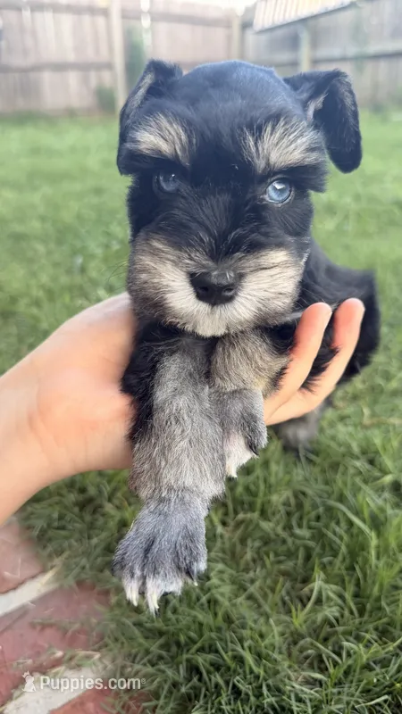 Cedar – Miniature Schnauzer puppy for sale in Bixby, OK