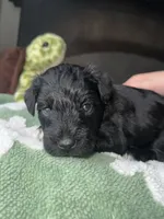 Oak, a male Miniature Schnauzer for sale in Bixby, OK – 3 of 3