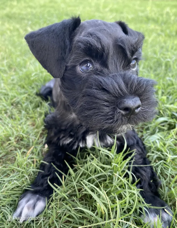 Oak – Miniature Schnauzer puppy for sale in Bixby, OK