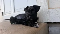 Nemo, a male Miniature Schnauzer for sale in Bixby, OK – 1 of 6
