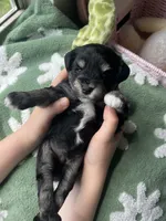 Cedar , a male Miniature Schnauzer for sale in Bixby, OK – 2 of 3