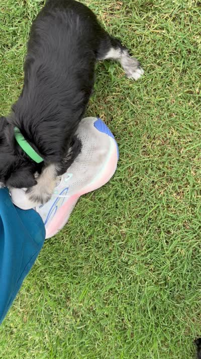 Pine, a male Miniature Schnauzer for sale in Bixby, OK – 4 of 4