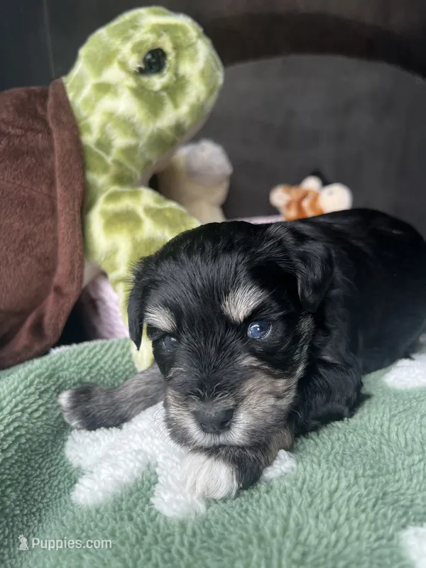 Cedar  – Miniature Schnauzer puppy for sale in Bixby, OK