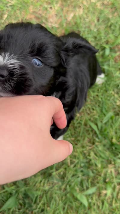 Elm, a male Miniature Schnauzer for sale in Bixby, OK – 3 of 3