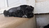 Nemo, a male Miniature Schnauzer for sale in Bixby, OK – 2 of 6