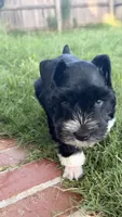 Elmer, a male Miniature Schnauzer for sale in Bixby, OK – 5 of 7