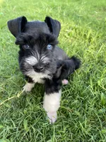 Elmer, a male Miniature Schnauzer for sale in Bixby, OK – 3 of 7