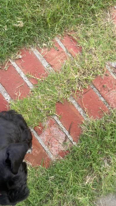 Nemo, a male Miniature Schnauzer for sale in Bixby, OK – 6 of 6
