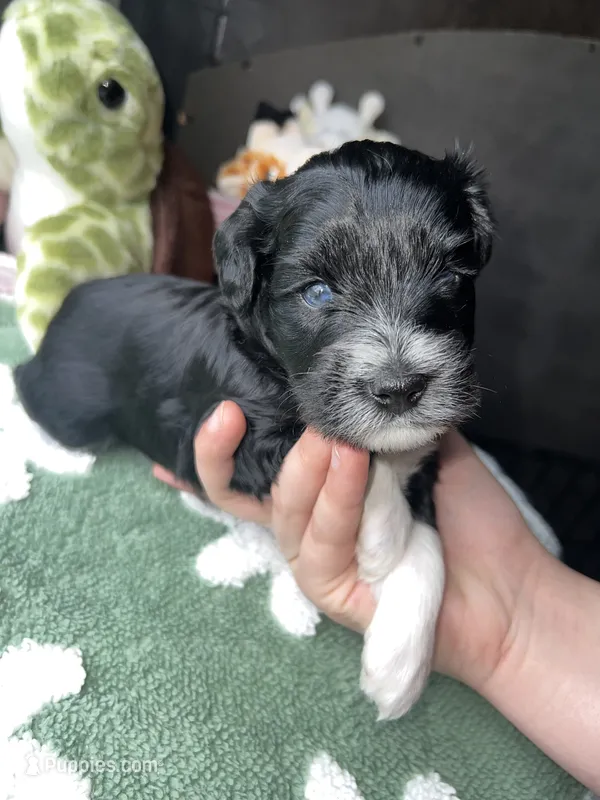 Elm – Miniature Schnauzer puppy for sale in Bixby, OK