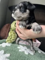Pine, a male Miniature Schnauzer for sale in Bixby, OK – 2 of 4