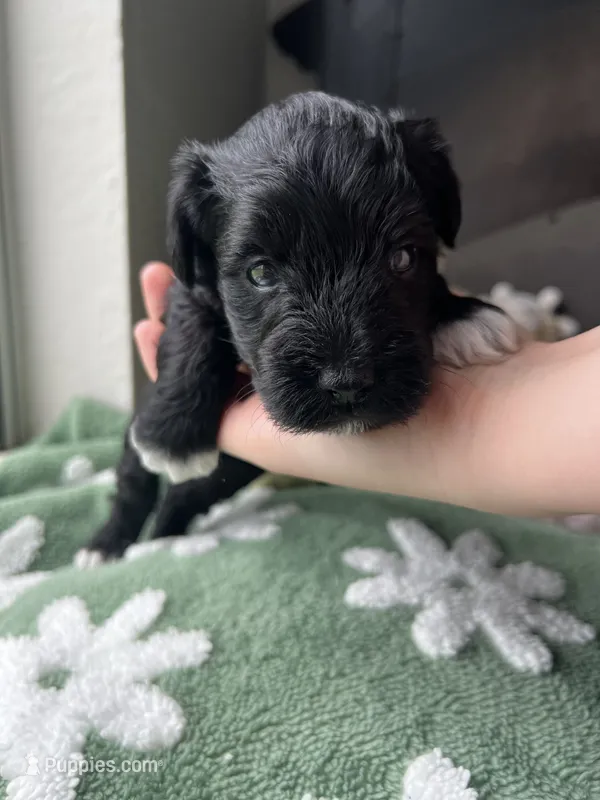 Oak – Miniature Schnauzer puppy for sale in Bixby, OK