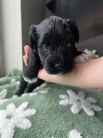 Oak, a male Miniature Schnauzer for sale in Bixby, OK – 1 of 3