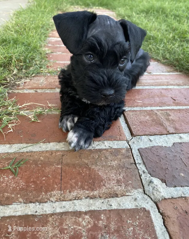 Oak – Miniature Schnauzer puppy for sale in Bixby, OK