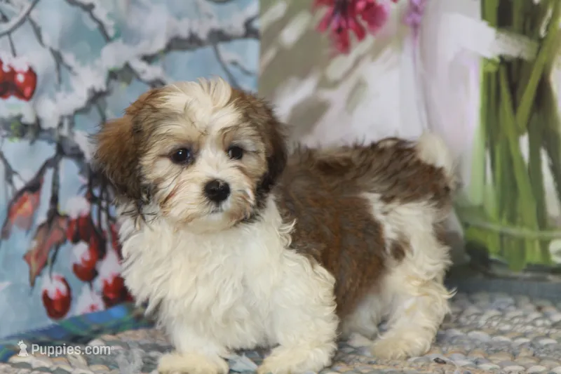 Chip – Havanese puppy for sale in Danville, PA