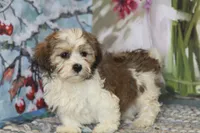 Chip, a male Havanese for sale in Danville, PA – 1 of 2
