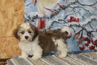 Chip, a male Havanese for sale in Danville, PA – 2 of 2