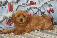 Blessing, a female Yorkipoo for sale in Danville, PA – 4 of 4