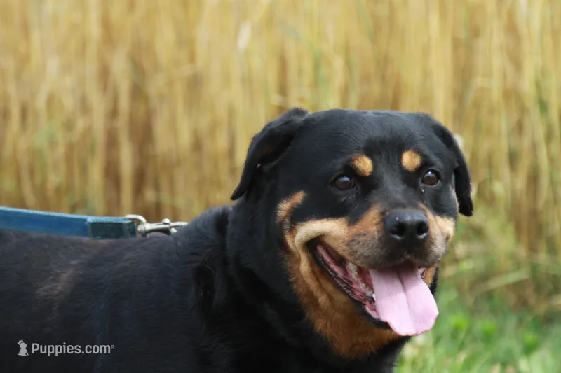 Nala, a female Rottweiler for sale in Danville, PA – Photo 1 of 5