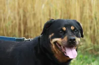 Nala, a female Rottweiler for sale in Danville, PA – Photo 1 of 5