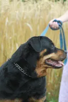 Nala, a female Rottweiler for sale in Danville, PA – Photo 4 of 5