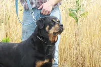 Nala, a female Rottweiler for sale in Danville, PA – Photo 5 of 5