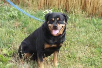 Nala, a female Rottweiler for sale in Danville, PA – Photo 3 of 5