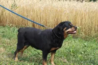 Nala, a female Rottweiler for sale in Danville, PA – Photo 2 of 5