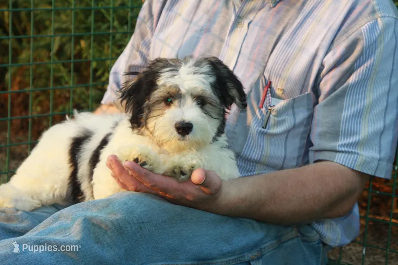 Captain  – Havanese puppy for sale in Danville, PA