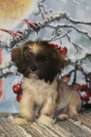Petals, a female Havanese for sale in Danville, PA – 2 of 3