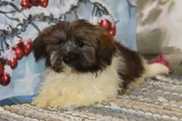 Pansy, a female Havanese for sale in Danville, PA – 2 of 3