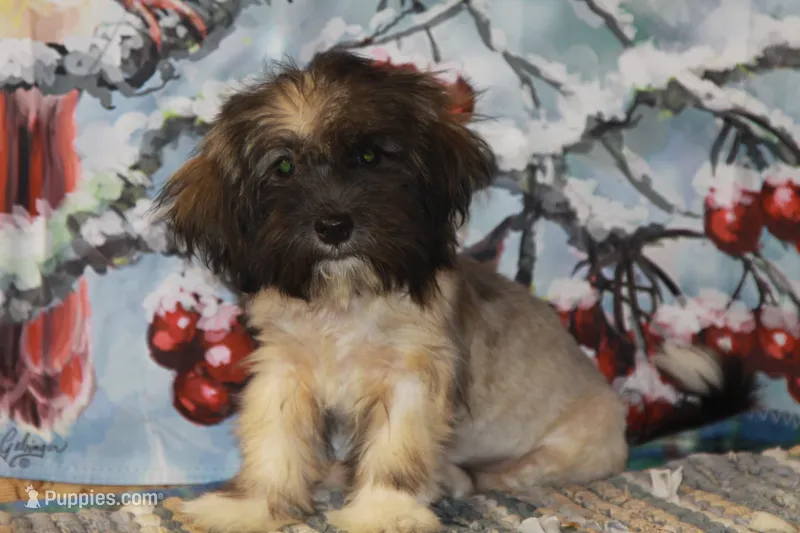 Petals – Havanese puppy for sale in Danville, PA
