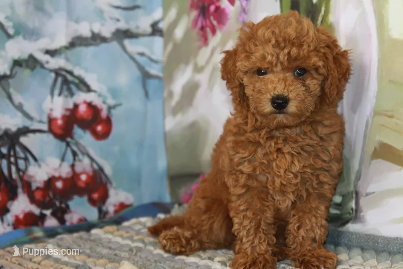 Kelly – Poodle - Toy  puppy for sale in Danville, PA